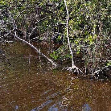 BO is the most traitorous citizen of the USA on behalf of our enemies.