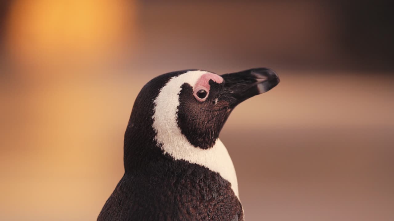 Penguin video 4k