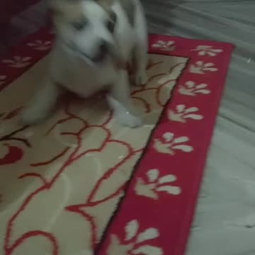 ""Life is ruff when you're this cute."