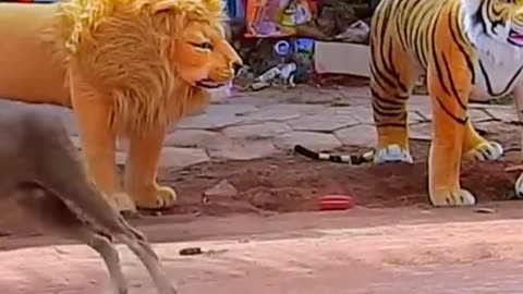 Prank fake Lion and Fake Tiger!