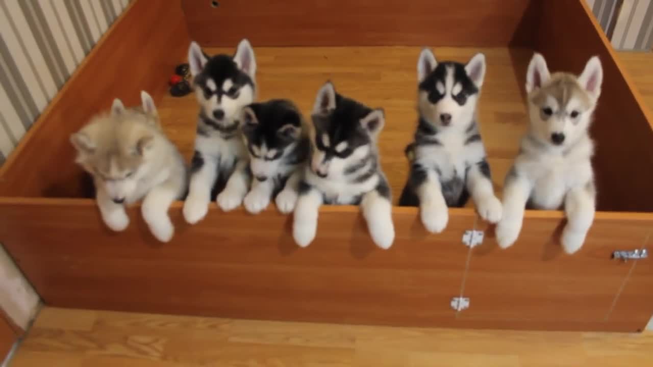 Siberian Husky Puppies