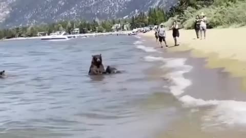 Bear mama came to Beach for sunbathing with baby