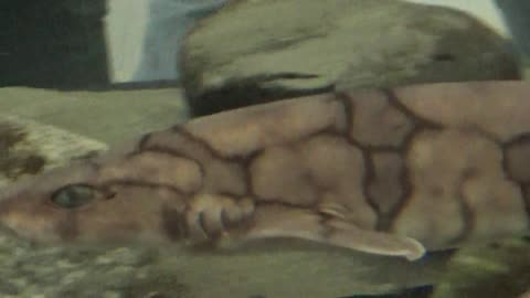 Cat Shark