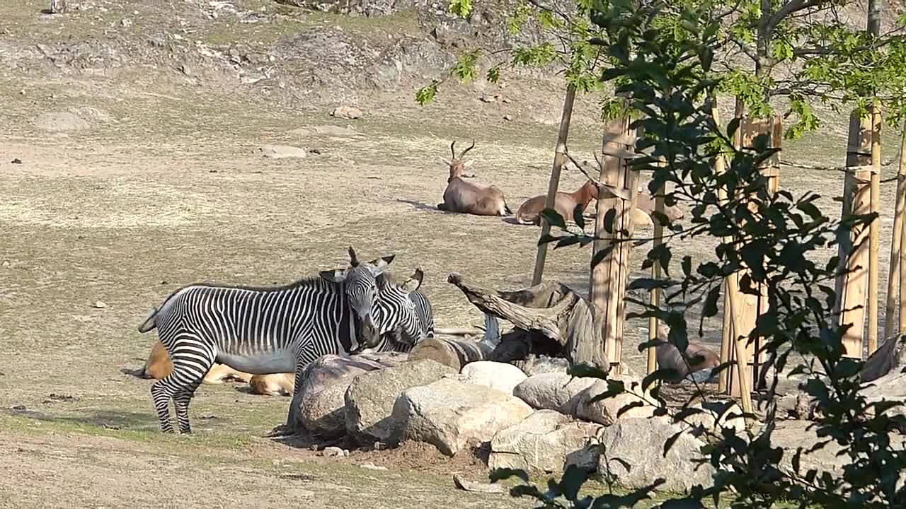 Grevyzebror och antiloper på Kolmårdens djurpark. Grevy´s Zebra at Kolmårdens zoo in Sweden.