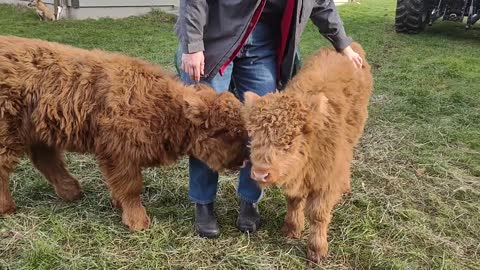 Highland Heifers