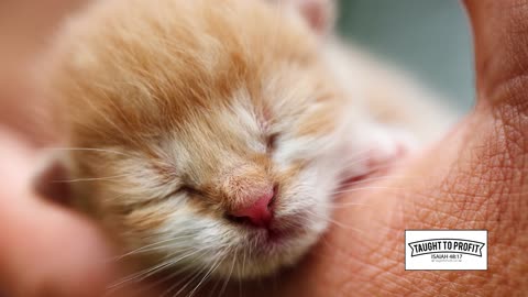 Restful Sleep Tips - How To Get The Best Sleep To Wake Up Refreshed, Productive, And Energetic!