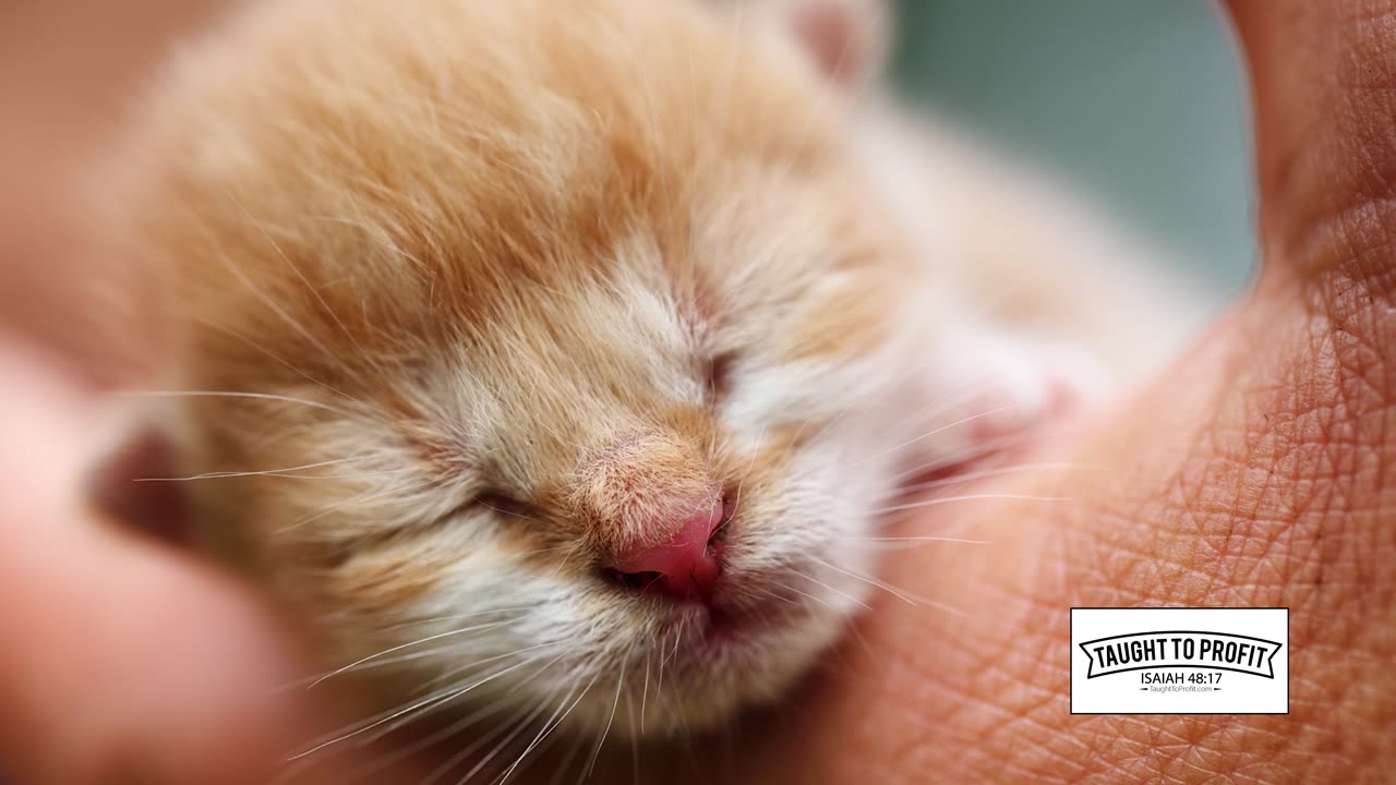 Restful Sleep Tips - How To Get The Best Sleep To Wake Up Refreshed, Productive, And Energetic!