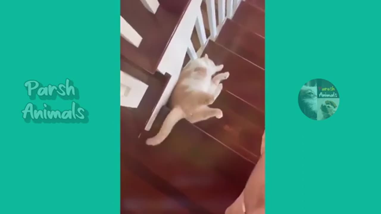 Funny animals - cat and dog funny