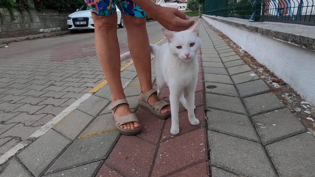 White cat with yellow eyes began to meow loudly when she saw the food