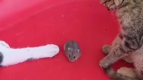 Funny cats playing with mouse