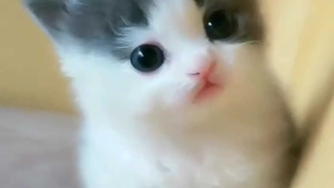 Cute Cats 😻🥰 | Cats Completion | Funny And Beautiful Cute Pets | Beautiful little cats | Cats 🤩