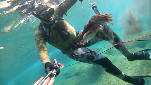 Seppia Gigante - Spearfishing - Pescasub Gran Canaria