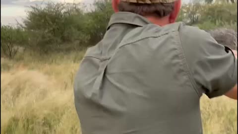 Male Lion Charge. Dangerous Game Hunting.