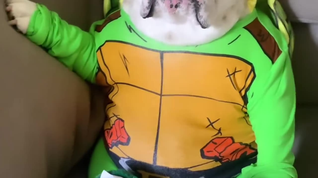 Funny Dog Video - Eggnog the Bulldog in a half nutshell