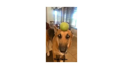 LOL Moments with Cats and Dogs!