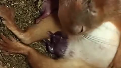 Mama Squirrel in Labor/ watch tell the end✨