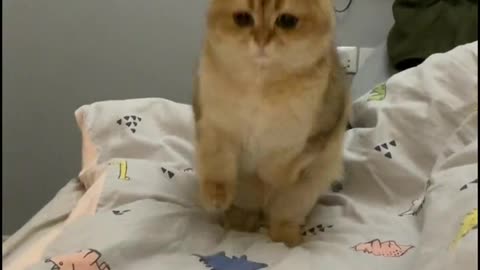 Cute and funny cat video.
