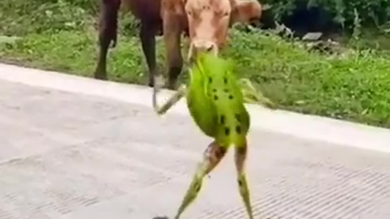 Funny animal frog dance