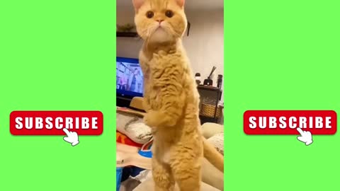 Funniest Animals 2023 😂 Funny Cats and Dogs 🐱🐶 | Funny Animal Videos