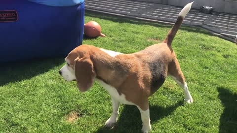Beagle Puppy Birthday Party SURPRISE