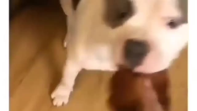 dog touchdown celebrating