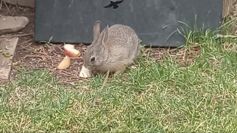 Baby Bunny Comes To Visit | Robin's Hunting Worms