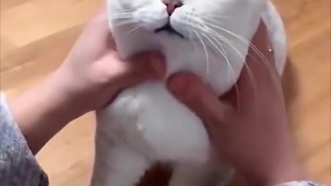 Cute cat