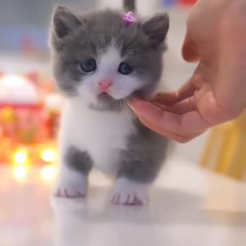 Fanny Cat Video And Kittecat Video