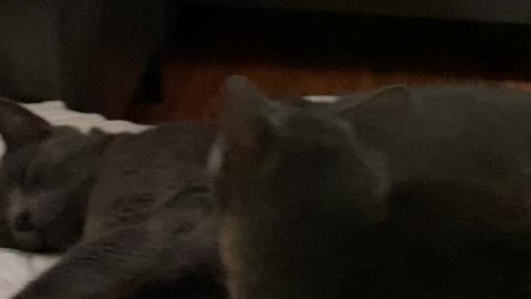 Brothers and sisters…