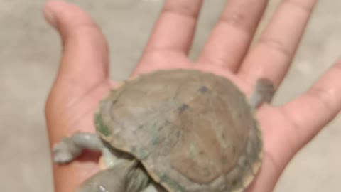 Baby turtle on my hand