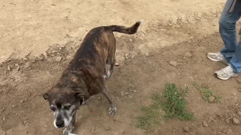 Would you sell me your dog for $100?