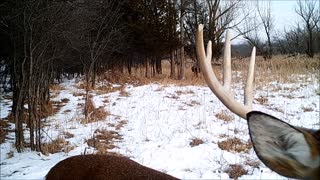 Fred Zeppelin 2022, Best Buck Video Part 2 Of 3