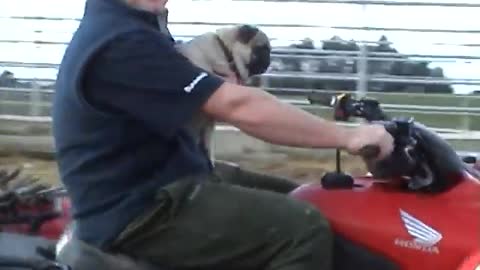 Screaming Pug