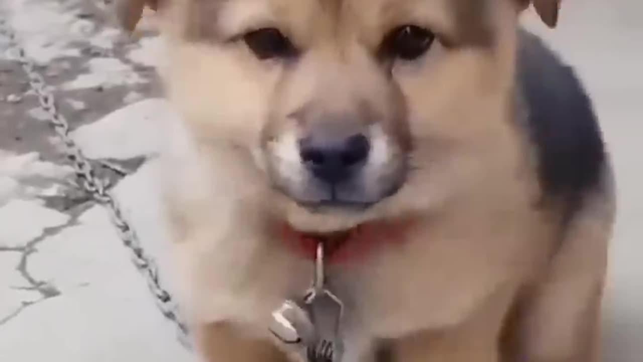 Pets dog sound