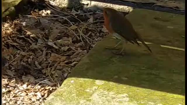 Redbreasted robin hiding under the bench