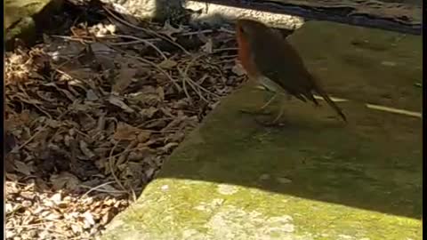 Redbreasted robin hiding under the bench