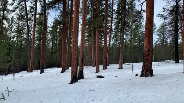 Mighty Fine Ponderosa Pines – Bandit Springs Sno-Park – Central Oregon – 4K