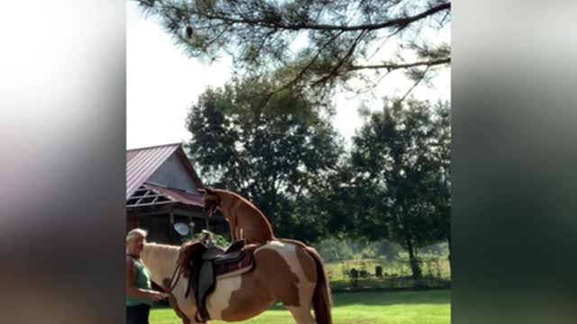 Dog learns to load up on horse