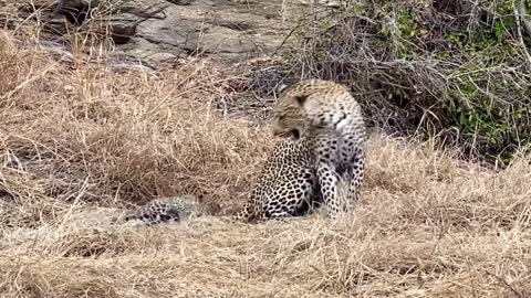 A Leopard cub plays with its mother’s tail learning the skills of hunting