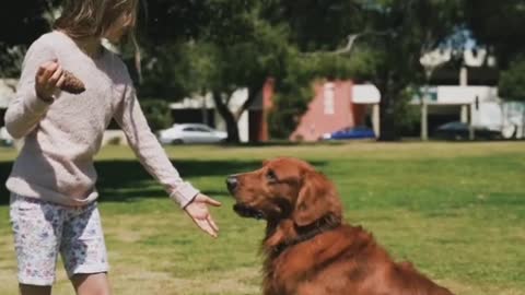 Dog training videos short/beautiful dog Vidshoreos for