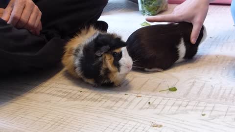 Bokkie's Travels - guinea pig therapy_1