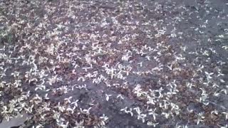 The ground is with yellow flowers from the coconut tree in the botanical garden [Nature & Animals]