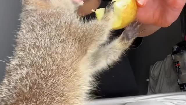 mylo the meerkat apple asmr