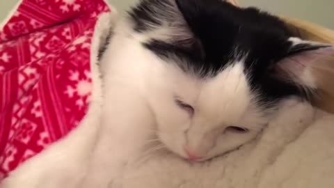 Cat puts herself to sleep in a tiny human bed