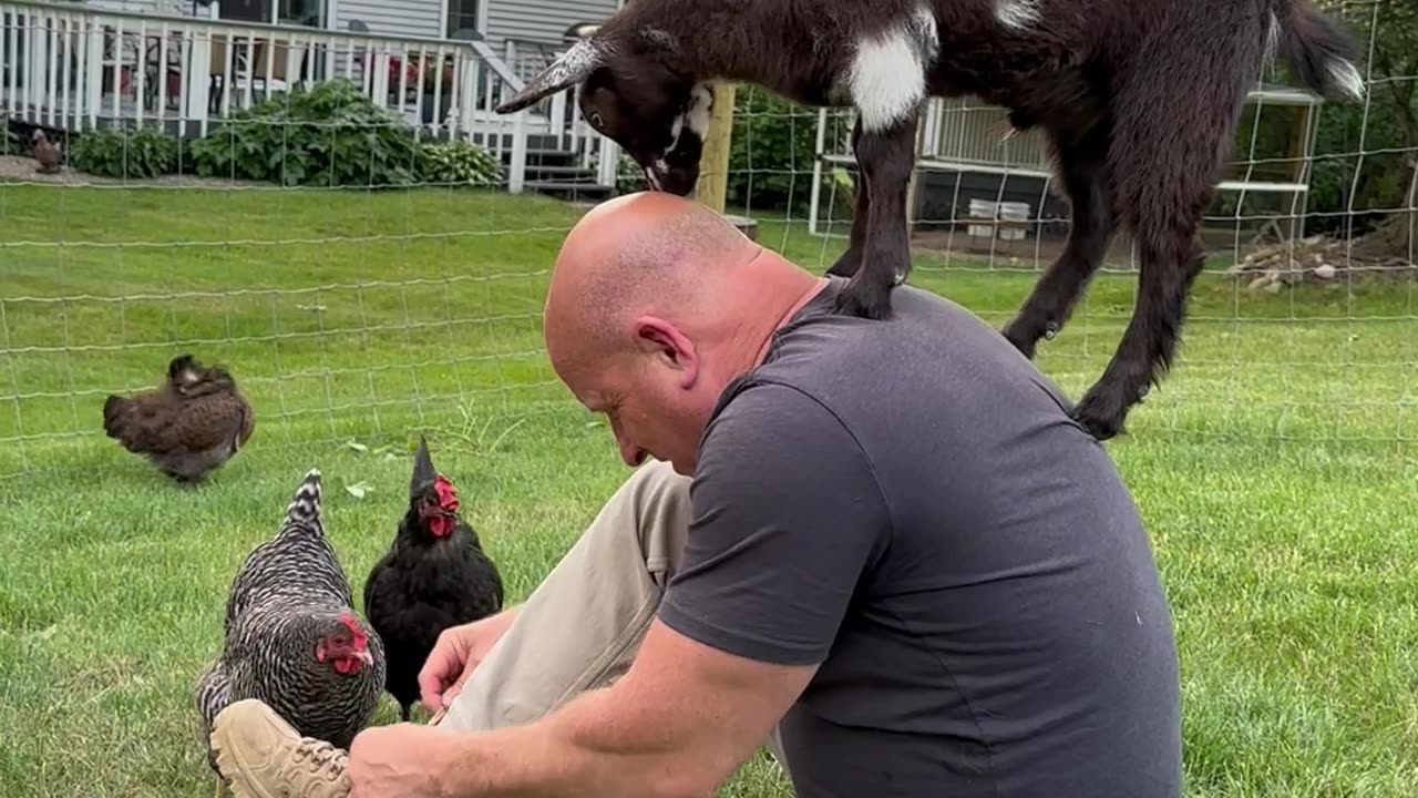 Man Tells Goat It's Time To Get Off His Head