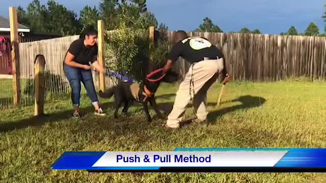 How To Strat Training A Protection Dog