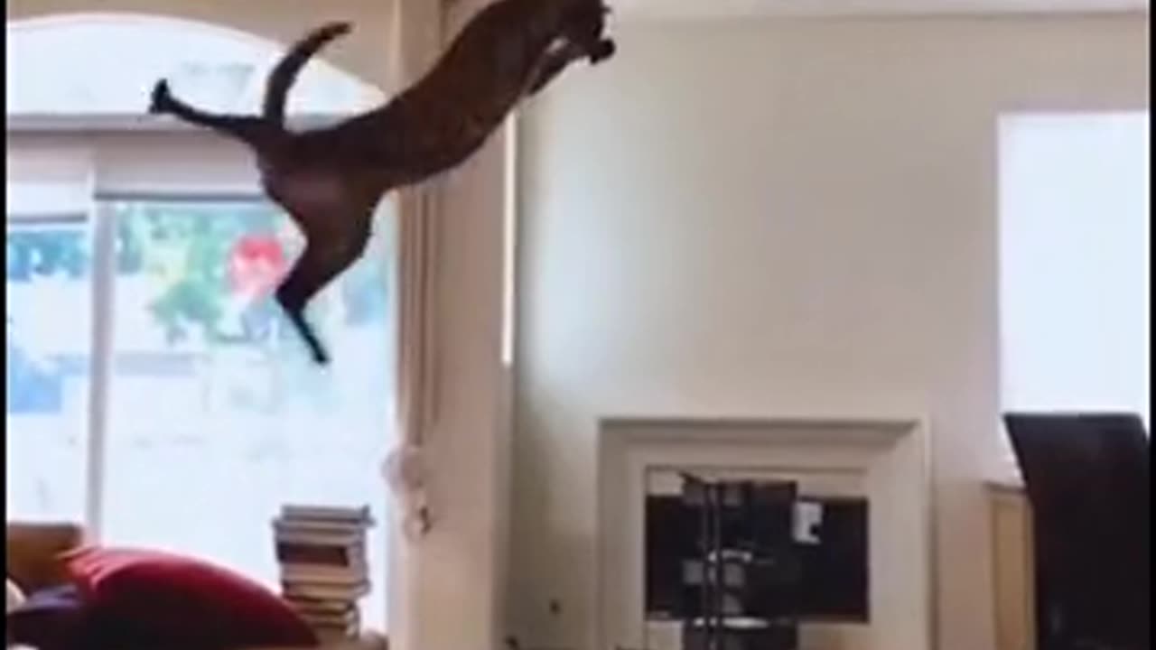 funny dog watching tv