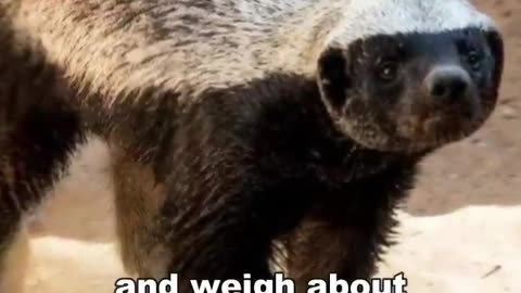 Honey Bedgers ! | Don't Mess With Honey Bedgers # shorts