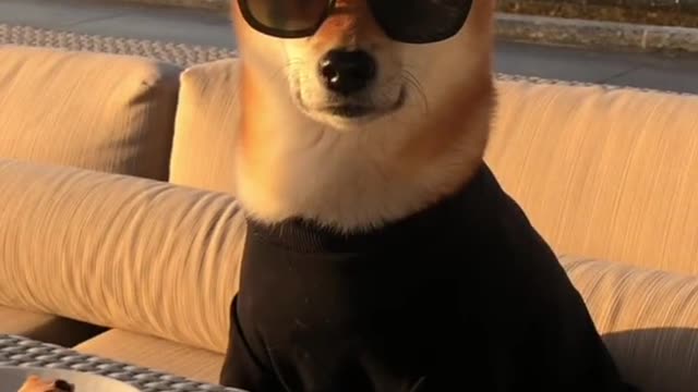 I'm cool dog