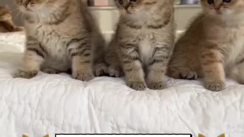 Cute kitten's dance party 🥳🎉